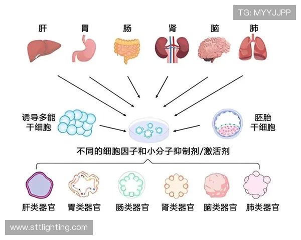广州篮球队区域防守革新之路：战术演变与未来展望分析